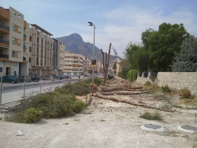 El PSOE de Cieza muestra su malestar por la reciente tala del arbolado urbano situado en la avenida Jiménez Castellanos - 1, Foto 1