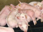 Agricultura investiga en los productos naturales la alternativa al uso de antibiticos para la cra de ganado porcino