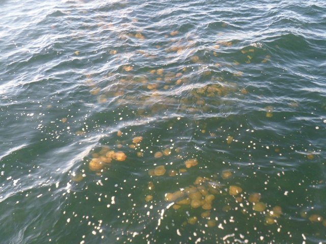 El totanero Jose Miguel Cano particip en la 9ª edicin de la Travesa del Mar Menor 