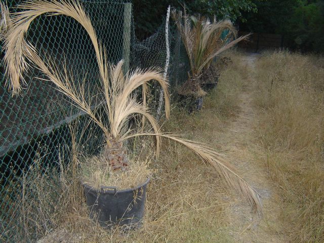 Denuncian el abandono del vivero municipal de las Fuentes del Marqués - 1, Foto 1
