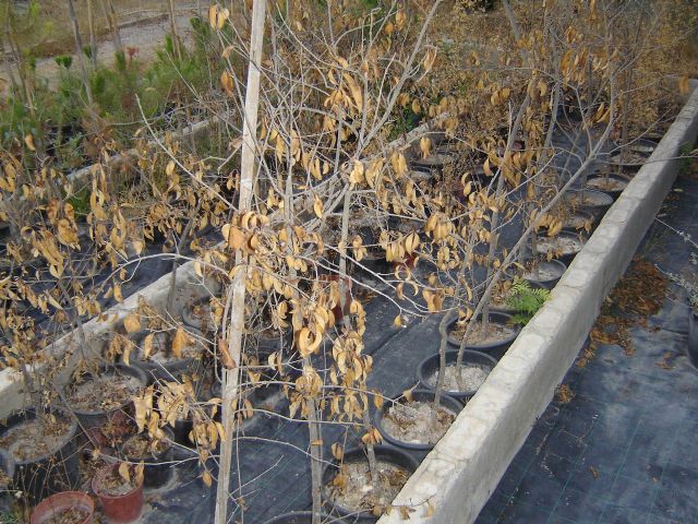 Denuncian el abandono del vivero municipal de las Fuentes del Marqués - 5, Foto 5