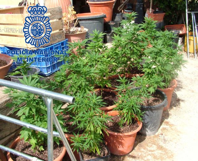 Desmantelada una plantación de marihuana ubicada en una finca de la localidad de Librilla - 1, Foto 1