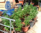 Desmantelada una plantacin de marihuana ubicada en una finca de la localidad de Librilla