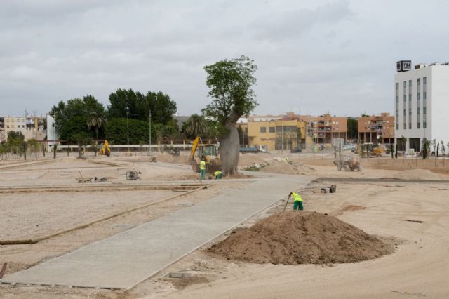 Un árbol botella preside el futuro parque de San Ginés - 1, Foto 1
