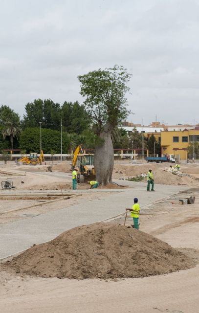 Un árbol botella preside el futuro parque de San Ginés - 2, Foto 2