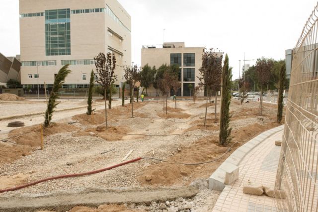 Un árbol botella preside el futuro parque de San Ginés - 4, Foto 4