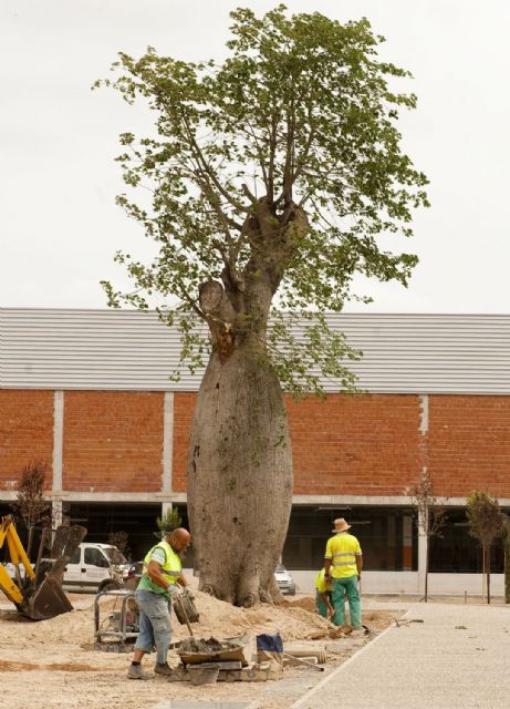Un árbol botella preside el futuro parque de San Ginés - 5, Foto 5