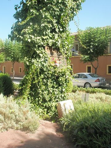 Finalizan las actividades del VIII Encuentro Solidario de Amigos y Enfermos de Alzheimer con la convivencia y homenaje - 5