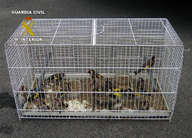 La Guardia Civil decomisa y libera 40 aves fringílidas capturadas furtivamente - 1, Foto 1