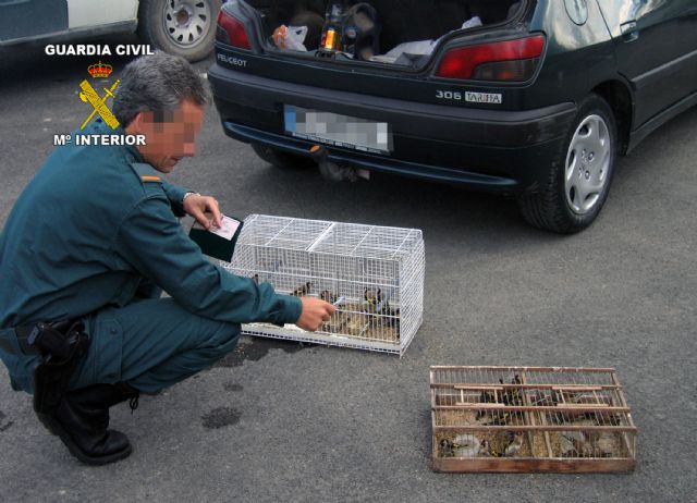 La Guardia Civil decomisa y libera 40 aves fringílidas capturadas furtivamente - 2, Foto 2