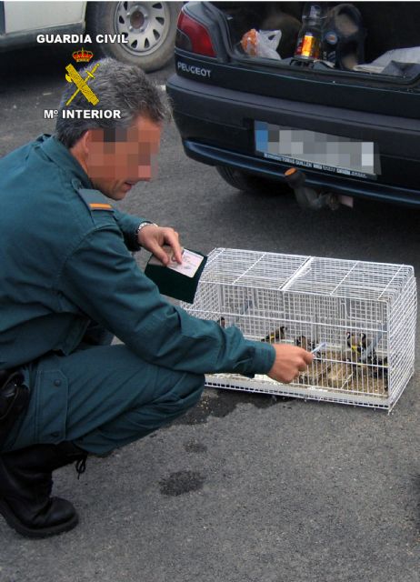 La Guardia Civil decomisa y libera 40 aves fringílidas capturadas furtivamente - 3, Foto 3