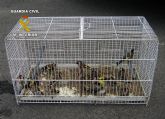 La Guardia Civil decomisa y libera 40 aves fringílidas capturadas furtivamente