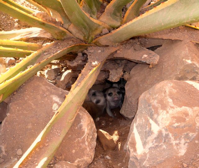 La población de suricatas de Terra Natura Murcia aumenta con el nacimiento de seis nuevas crías - 1, Foto 1