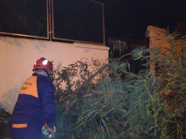 Protección Civil retira un árbol del CEIP Santiago, Foto 3