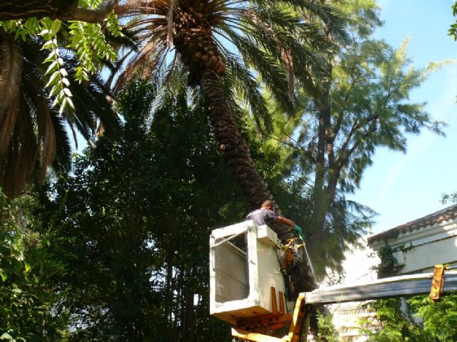 La Concejalía de Jardines concluye el tratamiento contra el Picudo durante esta temporada - 1, Foto 1