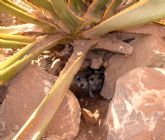 La población de suricatas de Terra Natura Murcia aumenta con el nacimiento de seis nuevas crías
