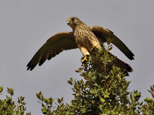 Foto: Hembra de cernícalo vulgar (J.Noguera/ANSE)., Foto 1