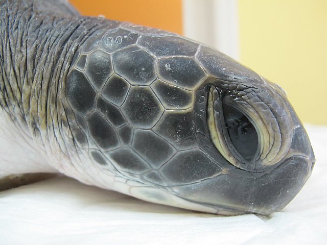 Presidencia libera por primera vez en la Región un ejemplar de tortuga verde tras ser curada en el Centro de Recuperación de Fauna Silvestre - 1, Foto 1