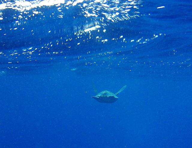Presidencia libera por primera vez en la Región un ejemplar de tortuga verde tras ser curada en el Centro de Recuperación de Fauna Silvestre - 2, Foto 2