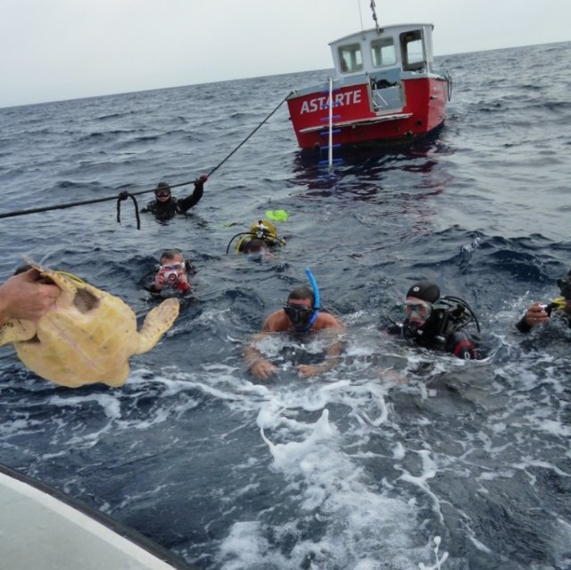 Presidencia libera por primera vez en la Región un ejemplar de tortuga verde tras ser curada en el Centro de Recuperación de Fauna Silvestre - 3, Foto 3