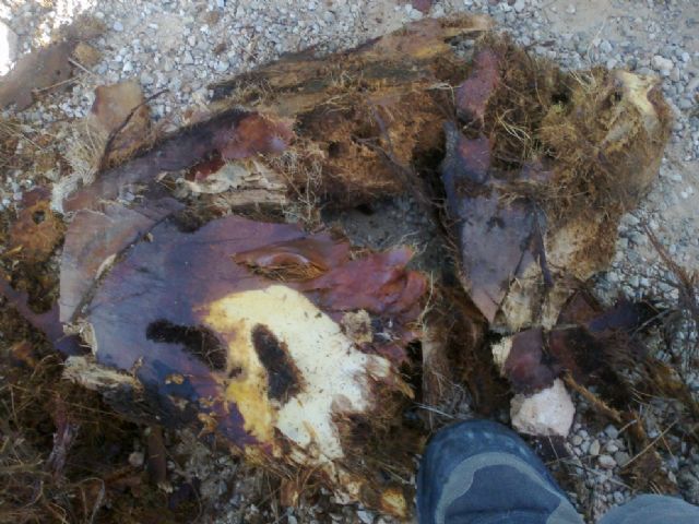 Aparece un foco de Picudo Rojo en palmeras privadas - 1, Foto 1