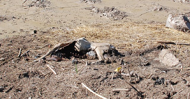 El PSOE denuncia un grave problema de Salud Pública en Campillo - 2, Foto 2