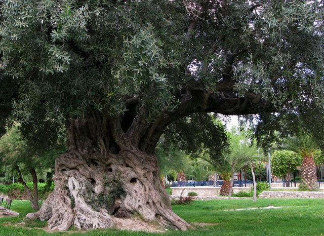 El PSOE considera que un mejor uso de especies autóctonas contribuiría a reducir el gasto municipal en el mantenimiento de zonas verdes y arbolado urbano - 1, Foto 1