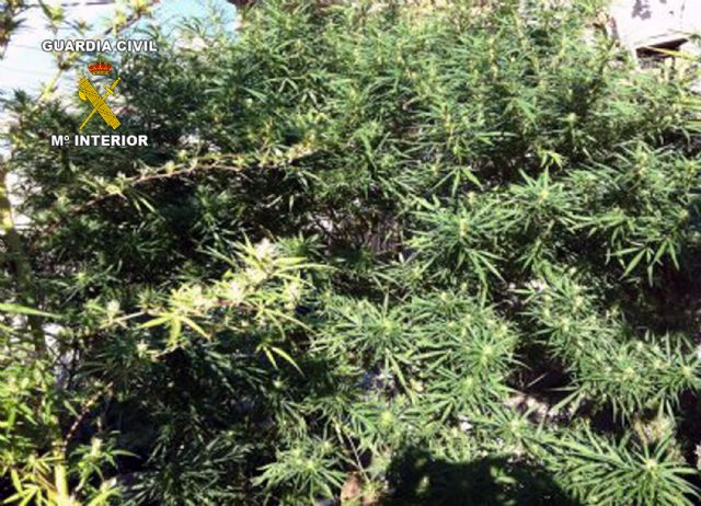 La Guardia Civil desmantela un punto de producción y distribución de marihuana en Archena - 1, Foto 1