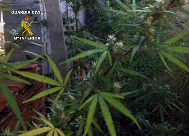 La Guardia Civil desmantela un punto de producción y distribución de marihuana en Archena - 2, Foto 2
