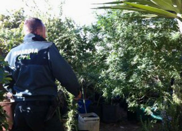 La Guardia Civil desmantela un punto de producción y distribución de marihuana en Archena - 3, Foto 3