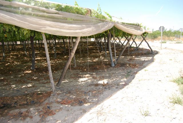 La consejería de Agricultura cifra, provisionalmente, en más de tres millones de euros los daños ocasionados en el campo de Totana por las lluvias torrenciales del 28 de septiembre, Foto 1