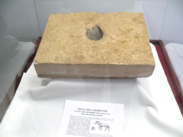 Presentada la pieza del trimestre del Museo Etnográfico, Icnita de Hiparion - 2, Foto 2