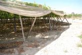 La consejería de Agricultura cifra, provisionalmente, en más de tres millones de euros los daños ocasionados en el campo de Totana por las lluvias torrenciales del 28 de septiembre