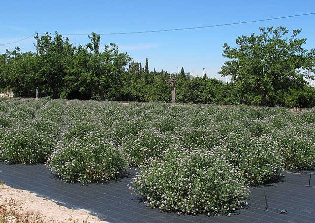 Agricultura investiga cómo sacar el máximo provecho de una planta silvestre que tiene  múltiples aplicaciones - 1, Foto 1