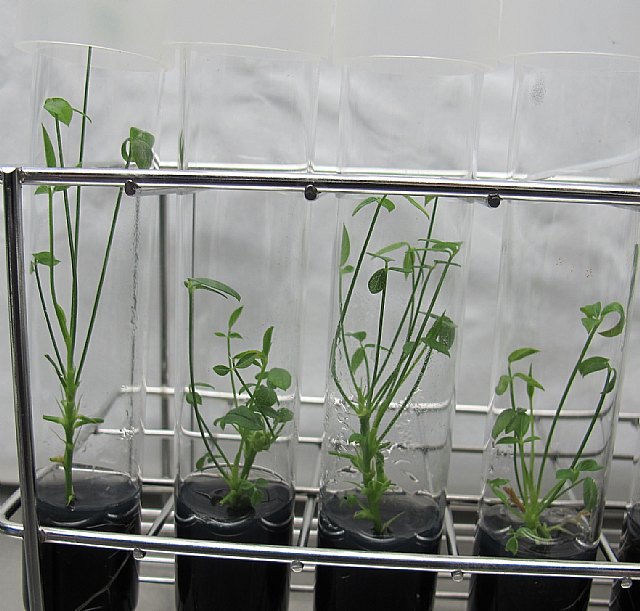 Agricultura investiga cómo sacar el máximo provecho de una planta silvestre que tiene  múltiples aplicaciones - 2, Foto 2