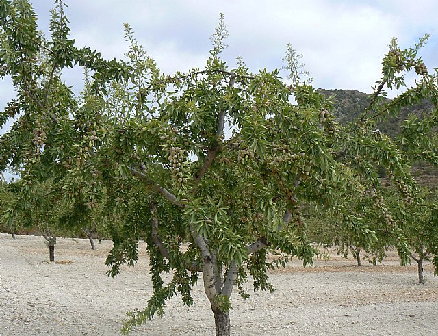 Agricultura realiza ensayos con variedades de almendro de floración tardía en zonas con gran concurrencia de heladas primaverales - 1, Foto 1