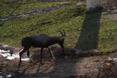 Terra Natura Murcia incorpora una hembra de damalisco a sus instalaciones para crear un grupo reproductor