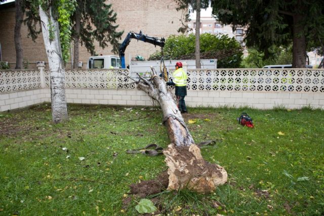 La lluvia y el viento provocan la caída de árboles en varios puntos de la ciudad - 1, Foto 1