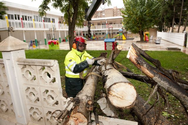 La lluvia y el viento provocan la caída de árboles en varios puntos de la ciudad - 2, Foto 2