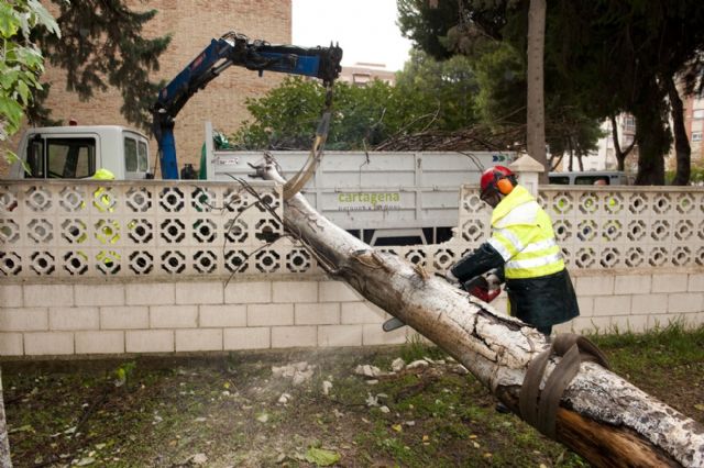 La lluvia y el viento provocan la caída de árboles en varios puntos de la ciudad - 3, Foto 3