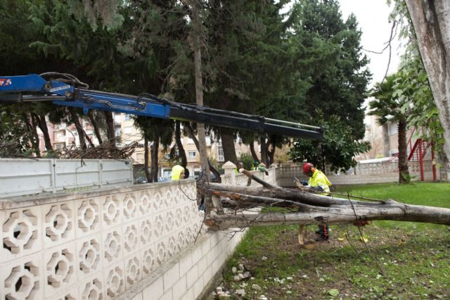 La lluvia y el viento provocan la caída de árboles en varios puntos de la ciudad - 4, Foto 4