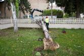 La lluvia y el viento provocan la cada de rboles en varios puntos de la ciudad
