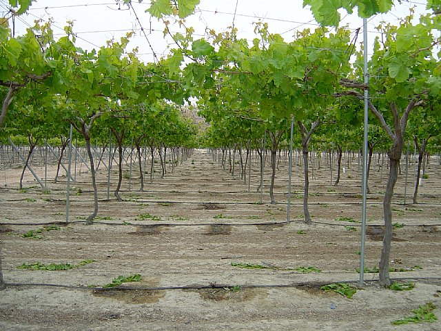 Las exportaciones de uva de mesa de la Región crecieron más de un 61 por ciento en los diez últimos años - 1, Foto 1