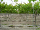 Las exportaciones de uva de mesa de la Regin crecieron ms de un 61 por ciento en los diez ltimos años