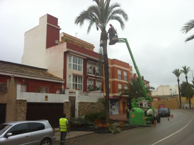 La concejalía de Servicios procede al podado y tratamiento del picudo de las palmeras con más de tres metros de altura en las avenidas de Totana, Foto 1