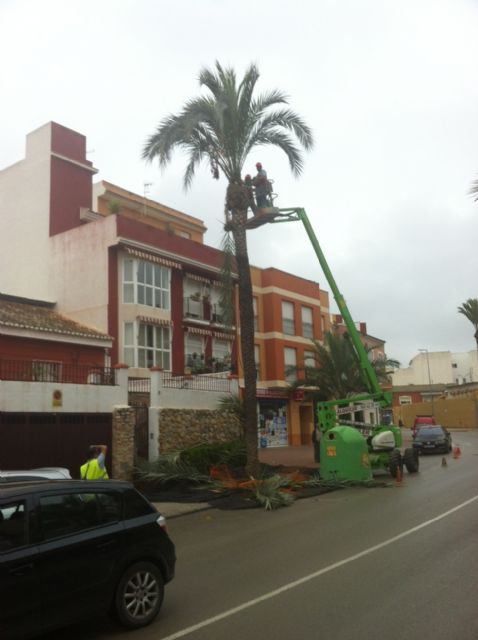 La concejalía de Servicios procede al podado y tratamiento del picudo de las palmeras con más de tres metros de altura en las avenidas de Totana, Foto 2