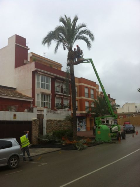 La concejalía de Servicios procede al podado y tratamiento del picudo de las palmeras con más de tres metros de altura en las avenidas de Totana, Foto 3