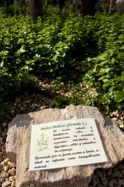 Alumnos del Apeadero remodelan el Parque Juan Carlos I, en Nueva Cartagena - 5, Foto 5