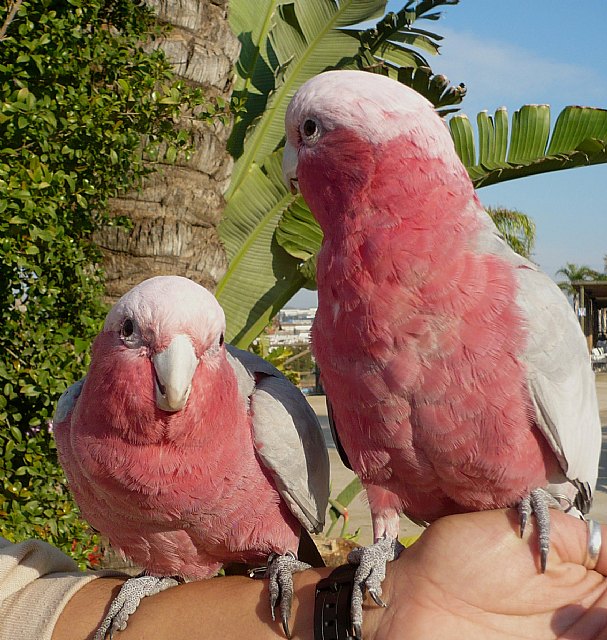 Terra Natura Murcia amplía su exposición de aves exóticas con nuevos ejemplares de cuatro especies - 1, Foto 1
