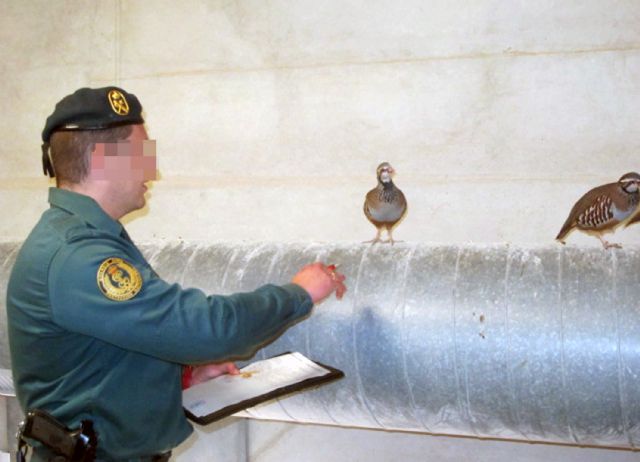 La Guardia Civil desmantela una granja cinegética que enviaba ilegalmente perdices a la provincia de Huelva - 1, Foto 1